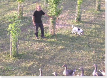 vincent-manicot-chien-oie-agroforesterie Vincent le chient et le soies dans l'agroforesterie