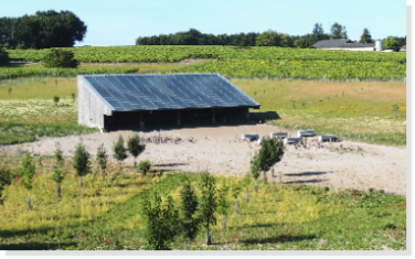 agroforesterie-arbres-elevage-manicot Les arbres de l'agroforesterie