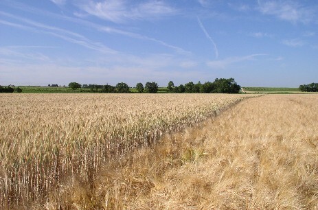 Vidéo alimentation des oies de l'élevage Manicot